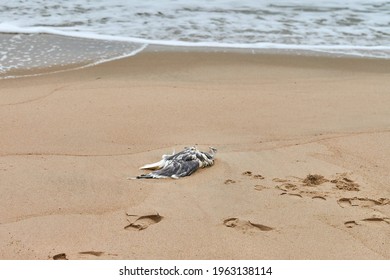 Dead Seabird On Polluted Sandy Beach. Outstretched Dead Body Of Bird On Coast. Marine Birds Eating Fish That Have Digested Plastic. Poisoning And Killing Marine Wildlife.