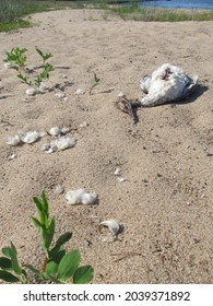 Dead Seabird On A Sandy Beach. Dead Body Of Marine Bird On Coast.