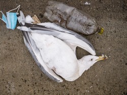 A Dead Seagull Or Bird At The Edge Of The Water Next To Plastic Bottles (PET)and A Face Mask.. Plastic Pollution Concept.