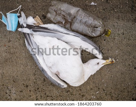 A dead seagull or bird at the edge of the water next to plastic bottles (PET)and a face mask.. Plastic pollution concept.