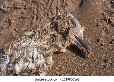 211 Oil spill dead animals Images, Stock Photos & Vectors | Shutterstock