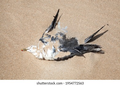 Dead Seagull Lying In The Sand, Fuerteventura, Canary Islands, Spain