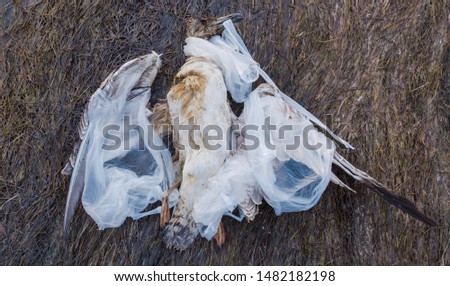 Dead seagull tangled in plastic bags among plastic bottles and rubbish. Environmental disaster. The human impact on the environment.