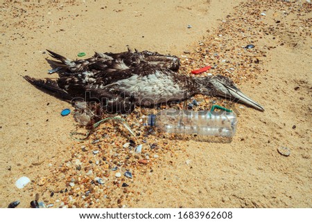 Dead seagull washed up on the beach surrounded by waste plastic
