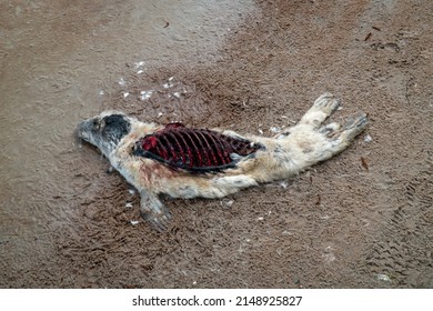 Dead seal baby by the sea. Bloody ribs are visible.