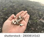 Dead seashells found on the ground behind the Pa Sak Chonlasit Dam, Saraburi-Lopburi, Thailand.