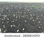 Dead seashells found on the ground behind the Pa Sak Chonlasit Dam, Saraburi-Lopburi, Thailand.