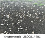 Dead seashells found on the ground behind the Pa Sak Chonlasit Dam, Saraburi-Lopburi, Thailand.