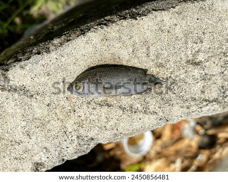 Similar – Image, Stock Photo victims of a macro cosmic environmental catastrophe