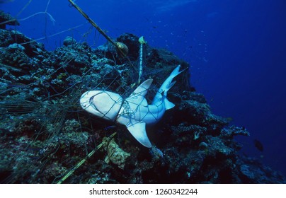 Tote Haifische im Fischernetz, das zum Tode erwürgt ist / Umweltzerstörung im Ozean / Schutz der Meere