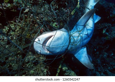 Tote Haifische im Fischernetz, das zum Tode erdrosselt wurde / Umweltzerstörung / Schutz der Meere