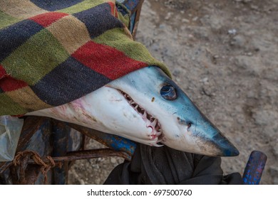 Dead Shark Head On The Fish Market, Close Up Shot 