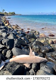 Dead Shark Left On The Beach In Hawaii