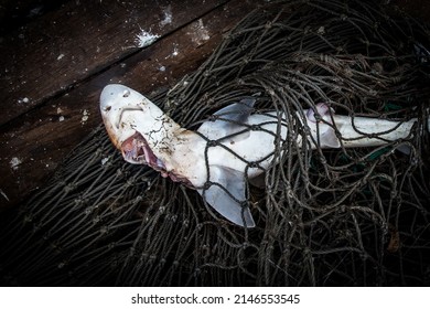 Dead Shark Tangled In Fishing Net