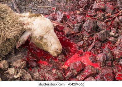 Sheep Slaughter Images, Stock Photos & Vectors  Shutterstock