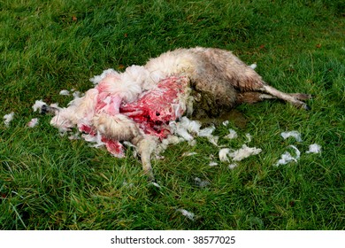 Dead Sheep - Possibly After A Dog Attack