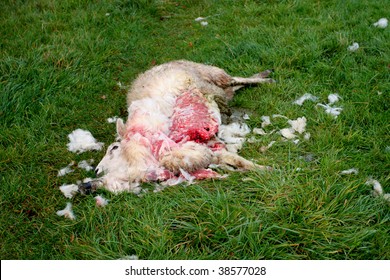 Dead Sheep - Possibly After A Dog Attack