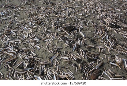 Dead shells washed ashore on a Dutch North Sea Beach. Shells mostly from the razor clam.