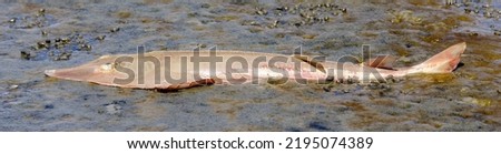 Dead Shovelnose Guitarfish in low tide. Palo Alto Baylands, Santa Clara County, California, USA.