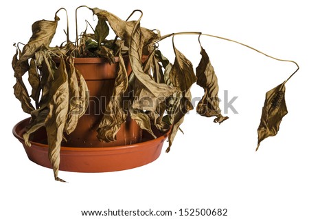 Dead and Shriveled Spathiphyllum Plant in Plant Pot Isolated on white