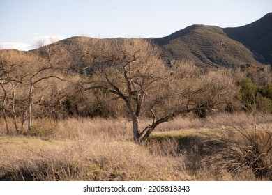 Dead Shrubs And Tree In California Drought.