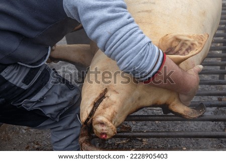 Dead slaughtered pig before butchery
