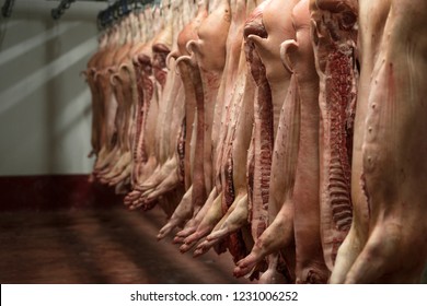 Dead Slaughtered Pigs Hanging In Butchery Slaughterhouse. Fresh Pork Meat.