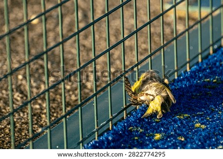 Dead small yellow bird lying next to a green wire fence on blue turf