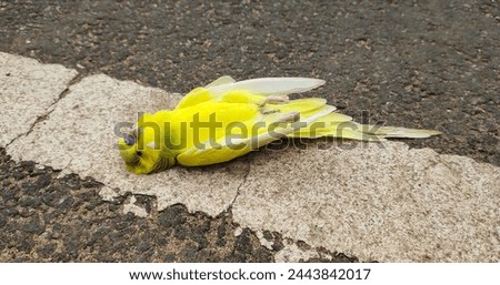 Dead small yellow wild budgie parakeet bird lifeless body fallen on the road. Closeup top view. Heatwave, environment pollution, extinction, lack of water, animal hit and run or drought concept.