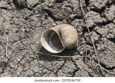 Dead snail shells lie at the bottom of a dry lake at the height of the dry season