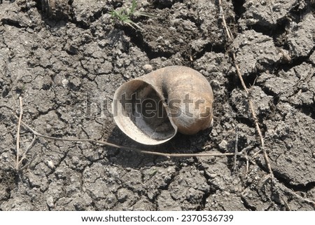 Dead snail shells lie at the bottom of a dry lake at the height of the dry season