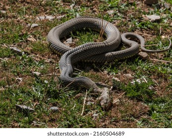 Dead Snake, Ait Said, Atlas Mountain Range, Morocco, Africa