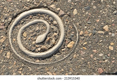 Pavement Snake Stock Images, Royalty-Free Images & Vectors | Shutterstock