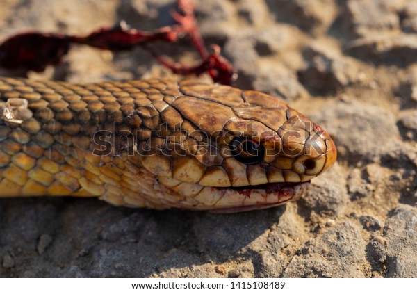 Dead snake.\
Head close-up. Road wars - death of a Reptile from the car. The\
killing of a animal. Caspian whipsnake (caspius) also known as the\
large whipsnake\
(Dolichophis/Coluber).