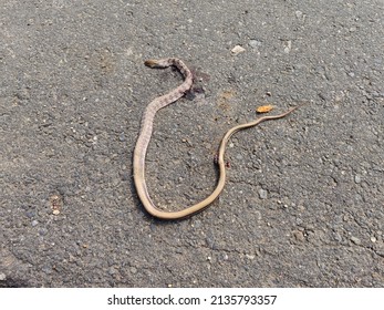 Dead Snake On Road Blood Lifeless Stock Photo 2135793357 | Shutterstock