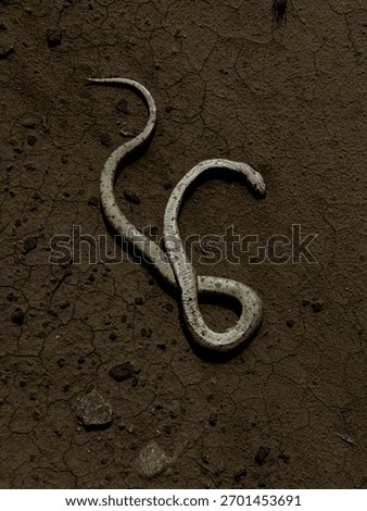Dead snake upside down on bare earth