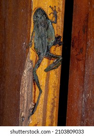 Dead Snouted Tree Frog of the genus Scinax accidentally crushed in a doorframe 
