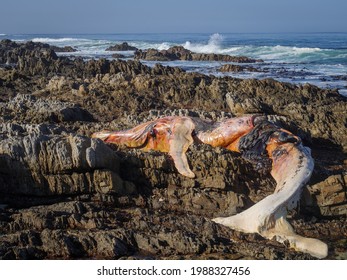 Dead southern right whale (Eubalaena australis) on the rocky shoreline intertidal zone near Hermanus. Whale Coast. Western Cape. South Africa