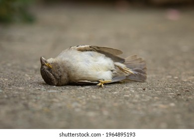 A dead specimen of Passer domesticus, or house sparrow. It is one of the usual birds in rural and urban environments, but its population is in decline, and its existence is threatened. Aragon, Spain. - Shutterstock ID 1964895193