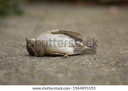 A dead specimen of Passer domesticus, or house sparrow. It is one of the usual birds in rural and urban environments, but its population is in decline, and its existence is threatened. Aragon, Spain.