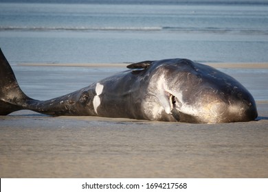 Dead Sperm Whale On Isle Harris Stock Photo 1694217568 | Shutterstock