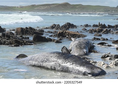 Dead Sperm Whales King Island Tasmania