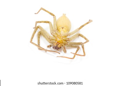 Dead Spider On White Background