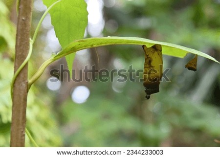 A dead and spoiled Tailed Green Jay butterfly's chrysalis hanging under a leaf. A tiny fly underneath the chrysalis.