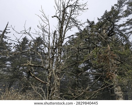 Dead Spruce Trees Light Background Forest