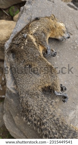dead squirrel covered in flies in the forest