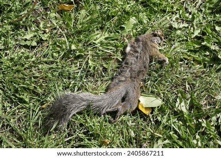 dead squirrel in grass path