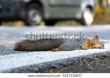 A dead squirrel lies on the road, just been killed by a car. Death of wild animals on the roads.
