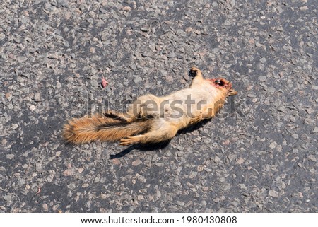 Dead squirrel on the road.Unfocused shooting