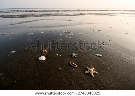 Dead starfish and empty shells scattered on a sandy beach symbolizing marine ecosystem damage caused by single-use plastic pollution and coastal environmental degradation.